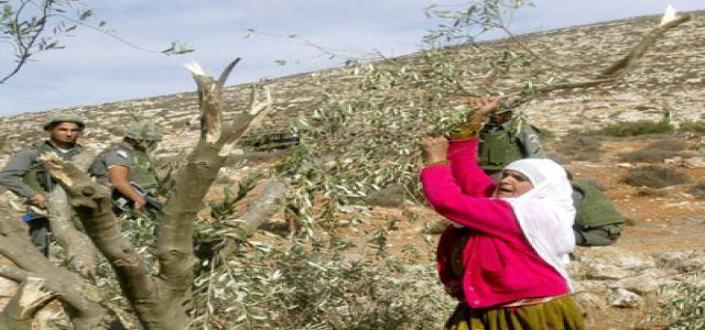 IOF soldiers raid southern Gaza, cut trees and round up 19 in WB