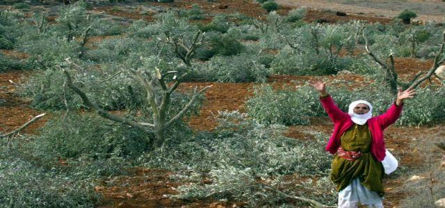 Activists work to stop wall construction and uprooting of olive trees in Beit Jala